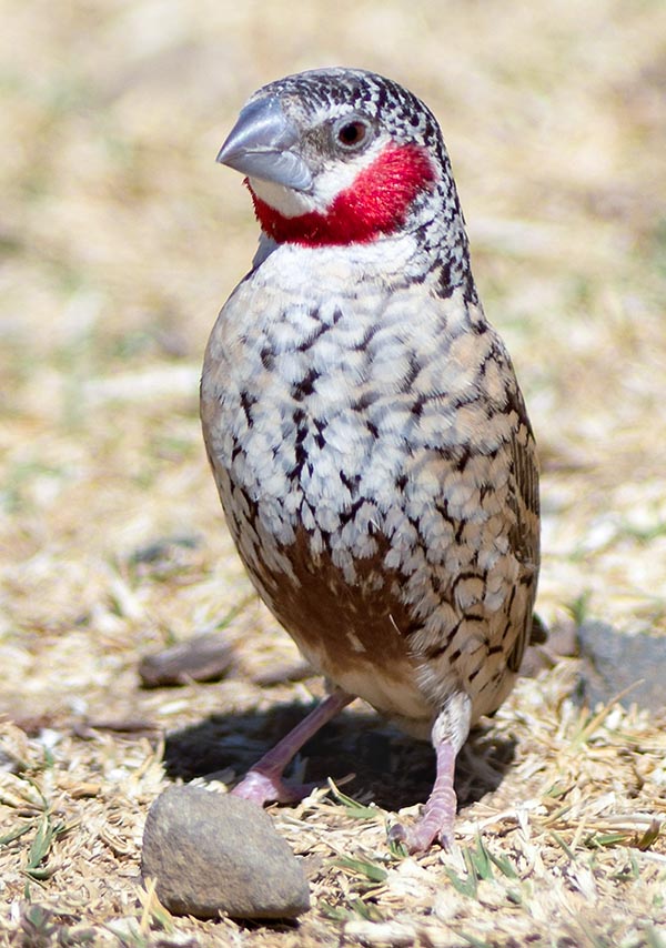 C’est une espèce sociable qui devient agressive et territoriale en période de reproduction © Gianfranco Colombo