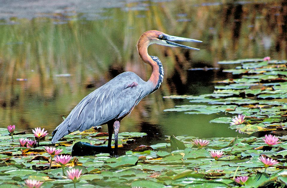 Ardea goliath, Ardeidae, Airone golia