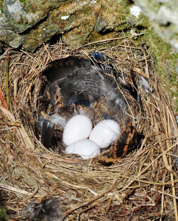 Phoenicurus ochruros, Rougequeue noir, Muscicapidae