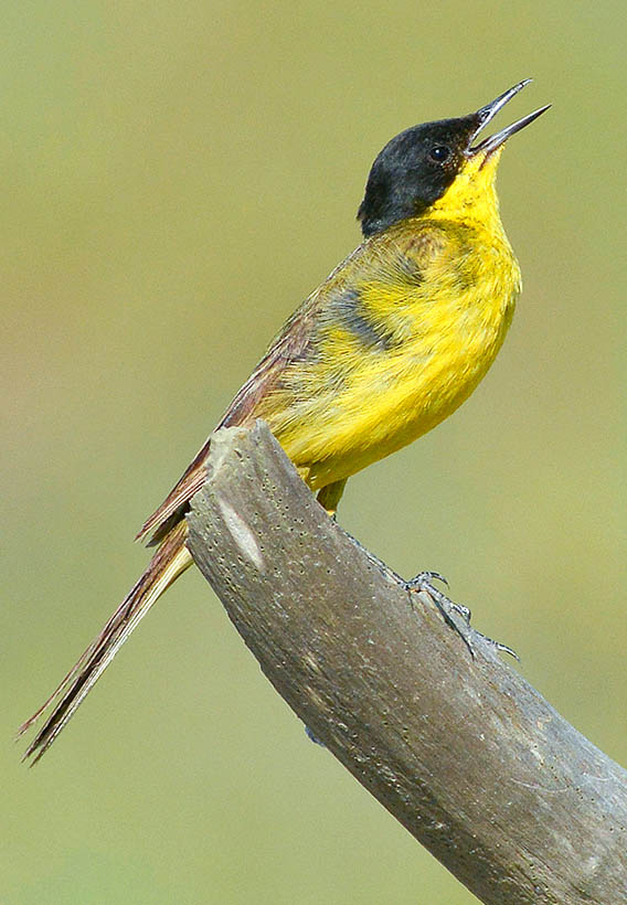 Motacilla flava feldegg