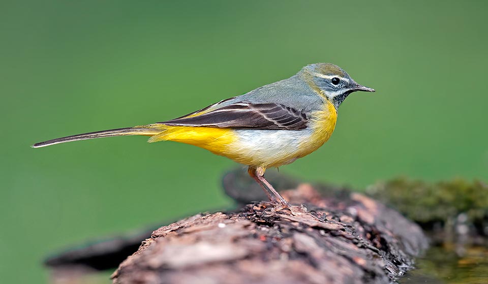 Motacilla cinerea, Motacillidae, Ballerina gialla