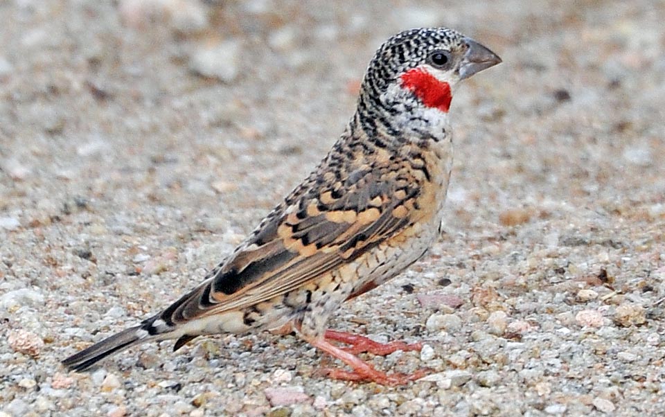 The diet is based on massive consumption of graminaceous, berries, fruits and buds but also insects, when a protein input for the nestlings is necessary © G. Colombo