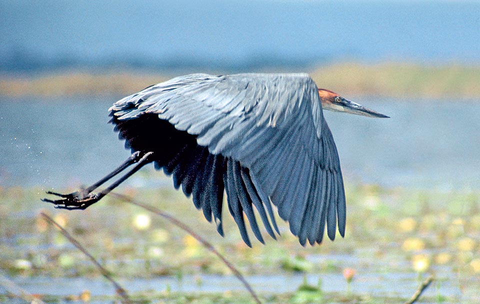 Ardea goliath, Ardeidae, Airone golia