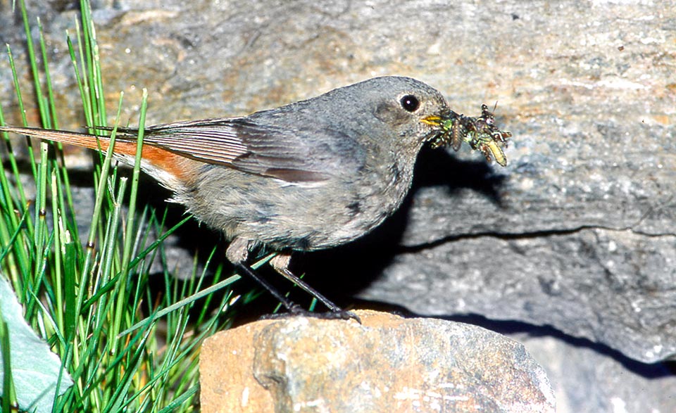Female after shopping, back to nest with the bill full of food. In the reproductive season, the black redstart hunts all insects, larvae included, spiders, small molluscs and worms, for an adequate protein input to the progeny but in autumn-winter its diet changes and looks also for sweet fruits and small seeds © Museo Civico Lentate Seveso