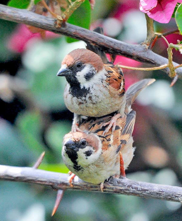 Fleeting photo of a couple mating. The Passer montanus is a godd breeder with up to 3 broods a year © Gianfranco Colombo