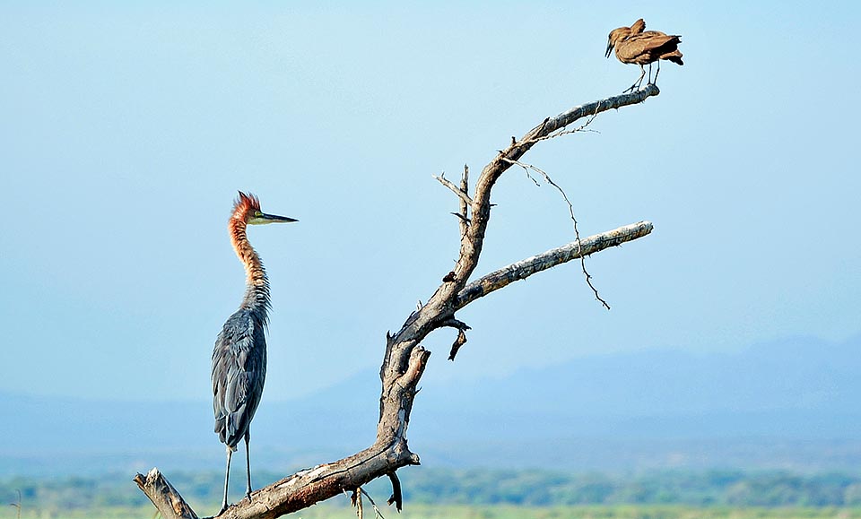 Ardea goliath, Ardeidae, Airone golia