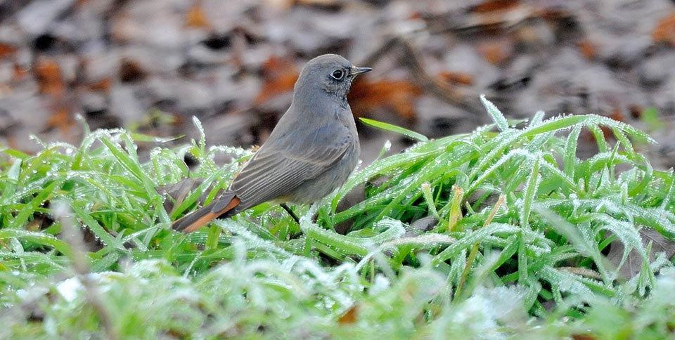 Female at ease among the frost. The Phoenicurus ochruros is less sensitive to cold than Phoenicurus phoenicurus but when cold often moves southward © G. Colombo