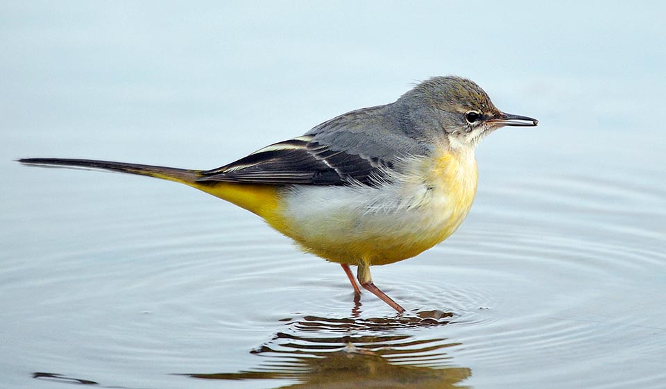 Motacilla cinerea, Motacillidae, Ballerina gialla