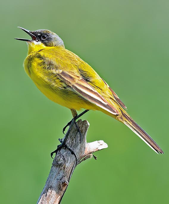 Motacilla flava thunbergi