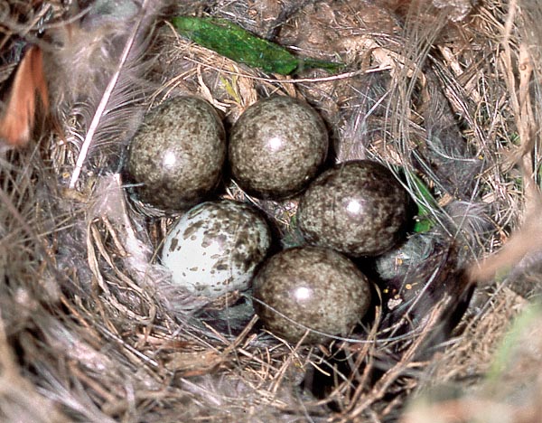 The nest, globular and lined with feathers, accomodates up to 7 eggs, frequently with different colours © Museo Civico di Lentate sul Seveso