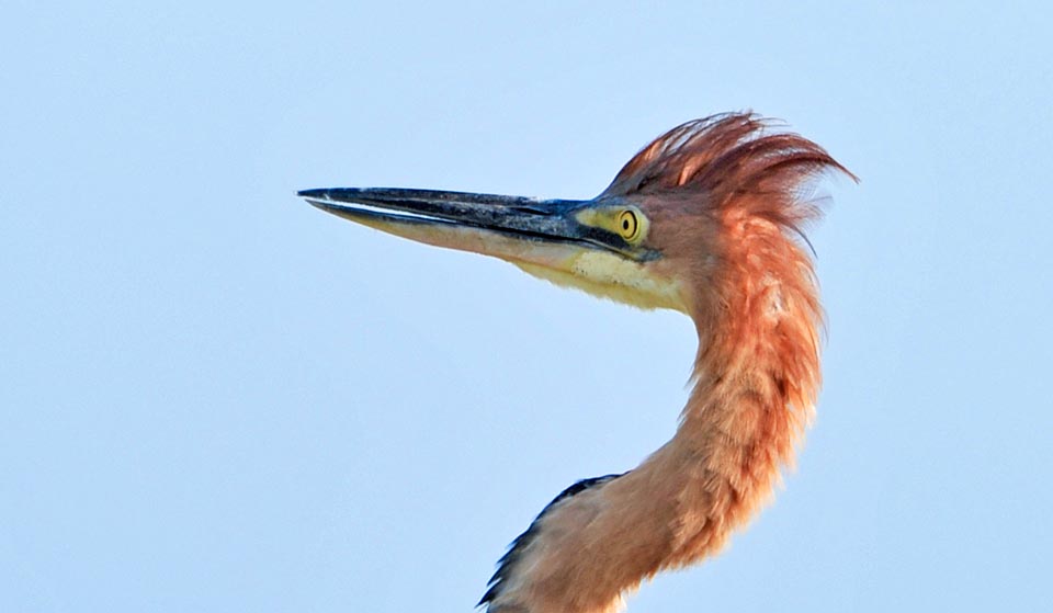 Ardea goliath, Ardeidae, Héron goliath