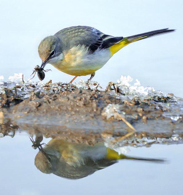 Motacilla cinerea, Motacillidae, Ballerina gialla