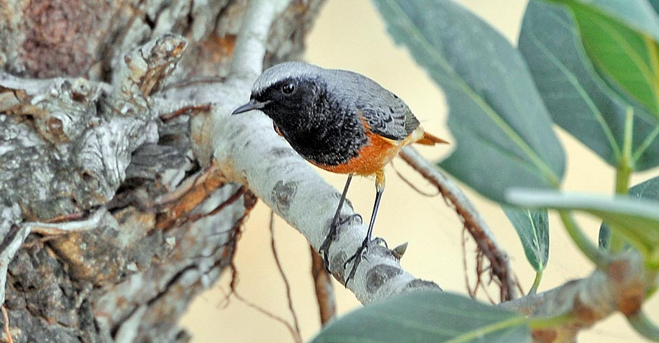 Phoenicurus ochruros, Codirosso spazzacamino, Muscicapidae