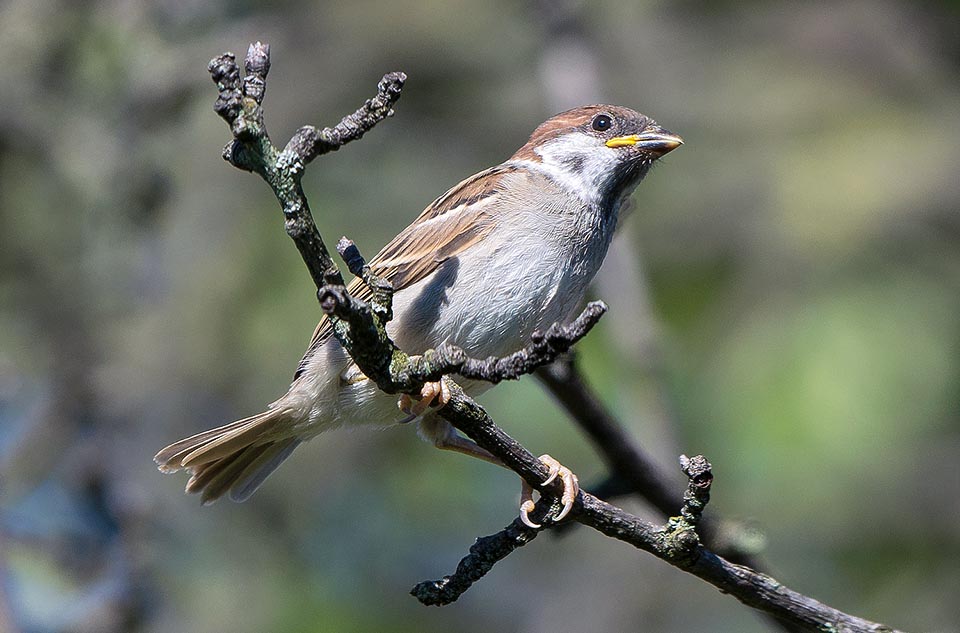 Passer montanus, Passeridae, Moineau friquet 