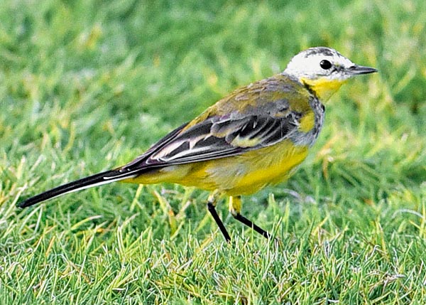 Motacilla flava leucocephala