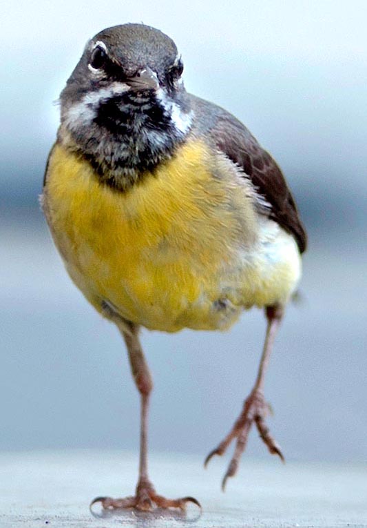 Motacilla cinerea, Motacillidae, Ballerina gialla