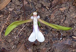 Orchidantha siamensis - Monaco Nature Encyclopedia