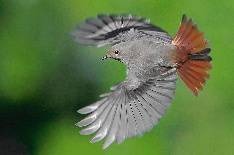 Phoenicurus ochruros, Codirosso spazzacamino, Muscicapidae