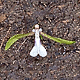 Lowiaceae - Monaco Nature Encyclopedia