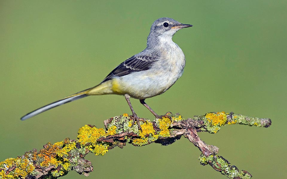 Motacilla cinerea, Motacillidae, Ballerina gialla