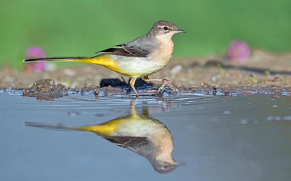 Motacilla cinerea, Motacillidae, Ballerina gialla