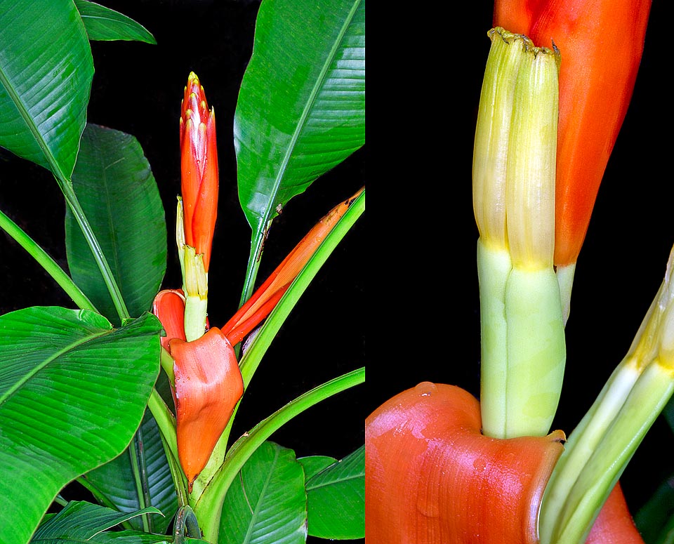 Originating from the rainforests of Borneo, Musa beccarii is a rhizomatous herbaceous species that can reach 1,5 m in height. Long blooming and easy cultivation in pot © Giuseppe Mazza