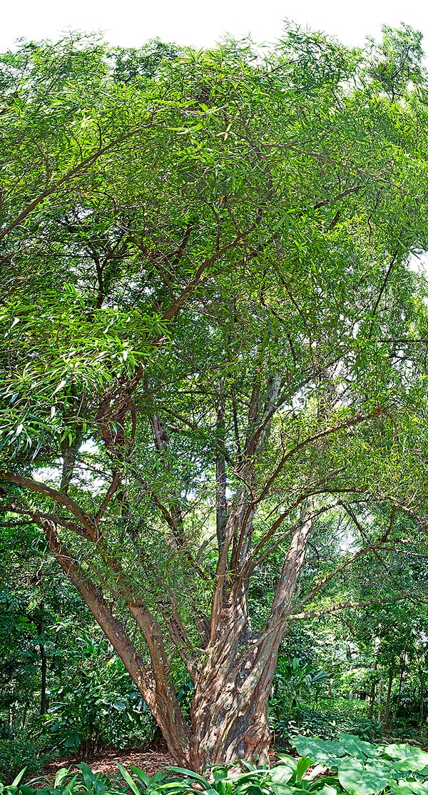 Il Podocarpus rumphii è un albero sempreverde dioico che raggiunge i 40 m d’altezza con 80 cm di diametro. Poco coltivato ma diffuso nelle foreste pluviali dell’Asia sud-orientale © Giuseppe Mazza