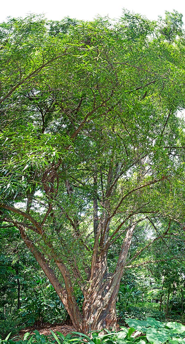 Podocarpus rumphii is a dioecious evergreen tree that reaches 40 m in height and 80 cm in diameter. Not widely cultivated but well distributed through the rainforests of Southeast Asia © Giuseppe Mazza