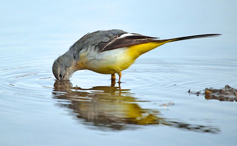 Motacilla cinerea, Motacillidae, Ballerina gialla