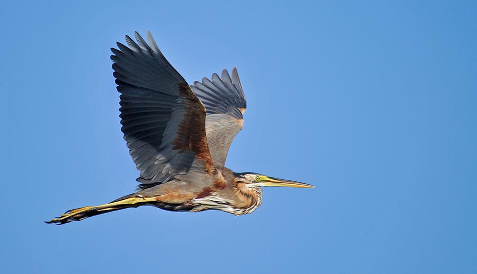 Ardea purpurea, Ardeidae, airone rosso