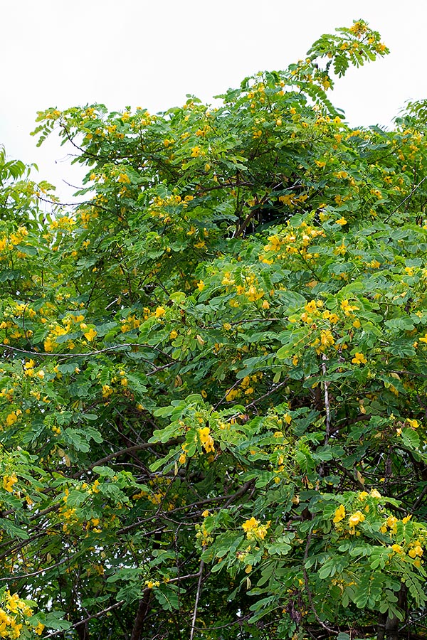 Senna surattensis è un sempreverde di 5-8 m del Sud-Est asiatico fin oltre l’Australia © Giuseppe Mazza