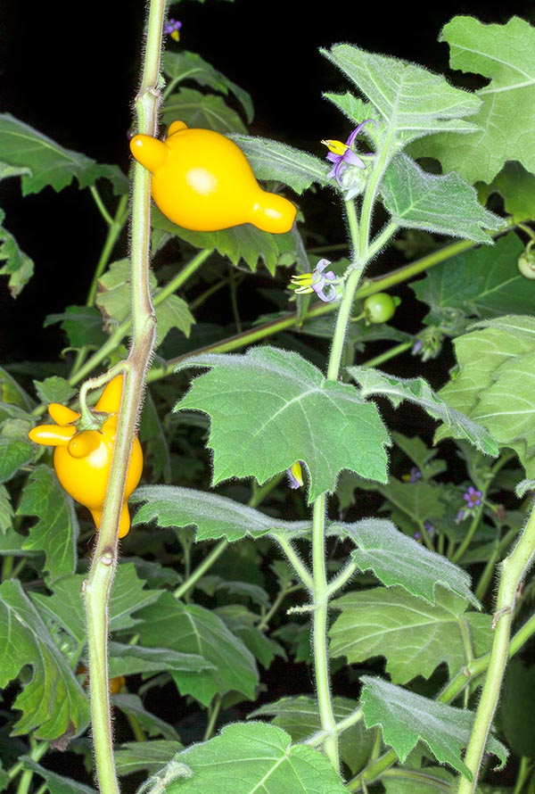 Solanum mammosum est une espèce herbacée ou arbustive, annuelle ou pérenne à courte durée de vie, originaire d’Amérique tropicale. Elle peut aussi atteindre 1,5 m de hauteur © Giuseppe Mazza