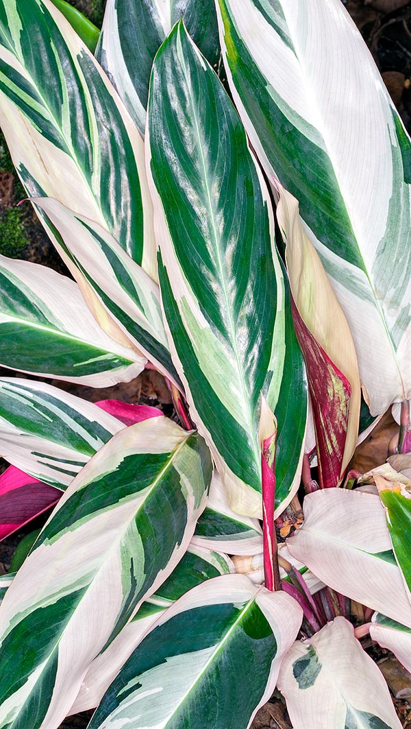 Originaria de Brasil, la Stromanthe thalia es una rizomatosa perenne, siempreverde, de entre 0,5 y 1,5 m de altura. Fácil ornamento para jardines tropicales y espléndida planta de interior © Giuseppe Mazza