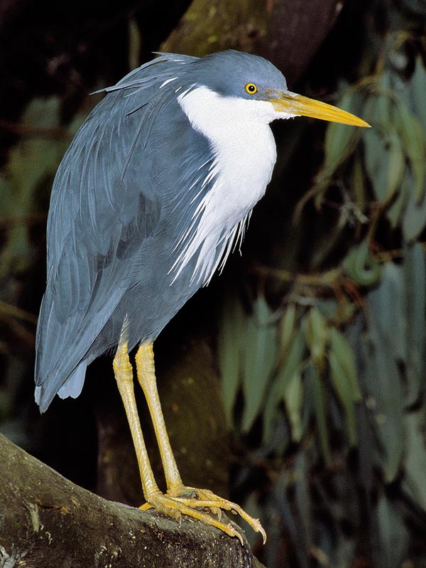 Egretta picata, Ardeidae, Pied egret, Pied heron