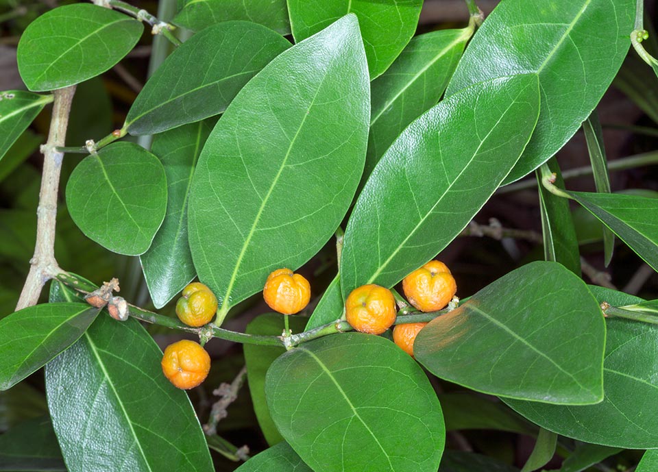 Small dioecious tree of South-East Asia, the Suregada multiflora can be 12 m tall. The fruit, similar to a small citrus, is a 1-1,8 cm trivalvular capsule with 3 seeds. Bark, leaves and roots, used in the traditional medicine of the origin countries for various pathologies, are presently studied by the official pharmacopoeia © Giuseppe Mazza
