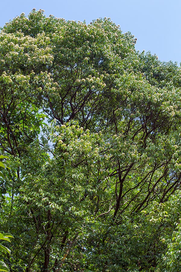 Dans les forêts, souvent marécageuses, d’Asie du sud-est, Syzygium lineatum atteint 30 m de haut © Giuseppe Mazza