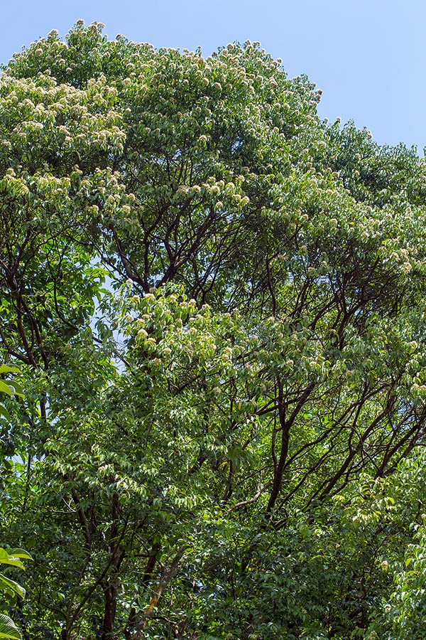 In the often swampy forests of South-East Asia, the Syzygium lineatum reaches the height of 30 m © Giuseppe Mazza