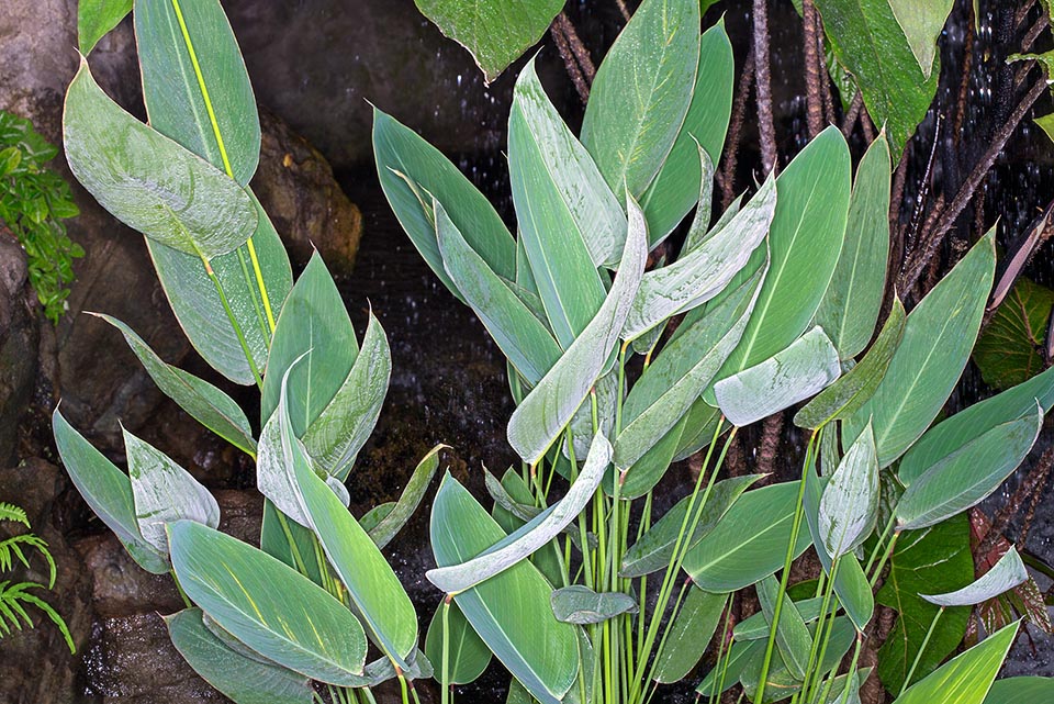 Rhizomatous or semi-aquatic of central-eastern USA, the Thalia dealbata is the only marantacea not cofined in the tropical and subtropical regions of the world © Giuseppe Mazza