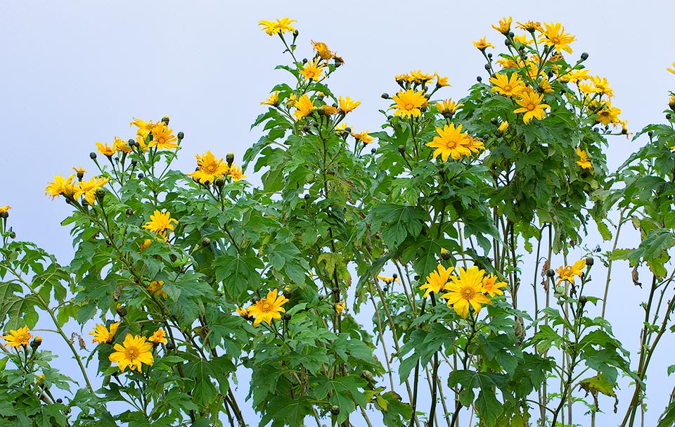 Tropical americana, tolerante también a climas templado-cálidos, la Tithonia diversifolia es una especie herbácea, estolonífera o arbustiva, de veloz crecimiento. Planta muy ramificada y invasiva, puede alcanzar los 4 m de altura. Su biomasa es un óptimo “abono verde” y un rico forraje fresco para rumiantes © Giuseppe Mazza