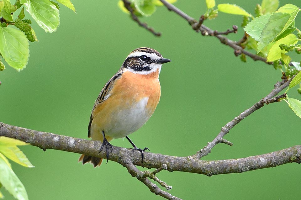 Saxicola rubetra, Muscicapidae, stiaccino