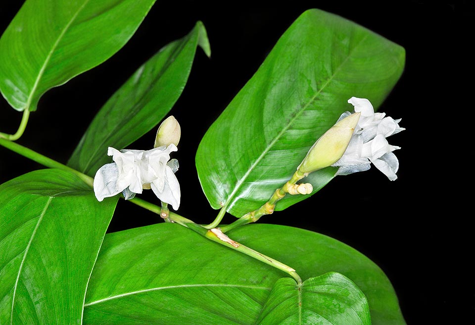 Trachyphrynium braunianum est une espèce rhizomateuse sempervirente d’Afrique tropicale formant des touffes ramifiées subligneuses hautes de 4 m © G. Mazza