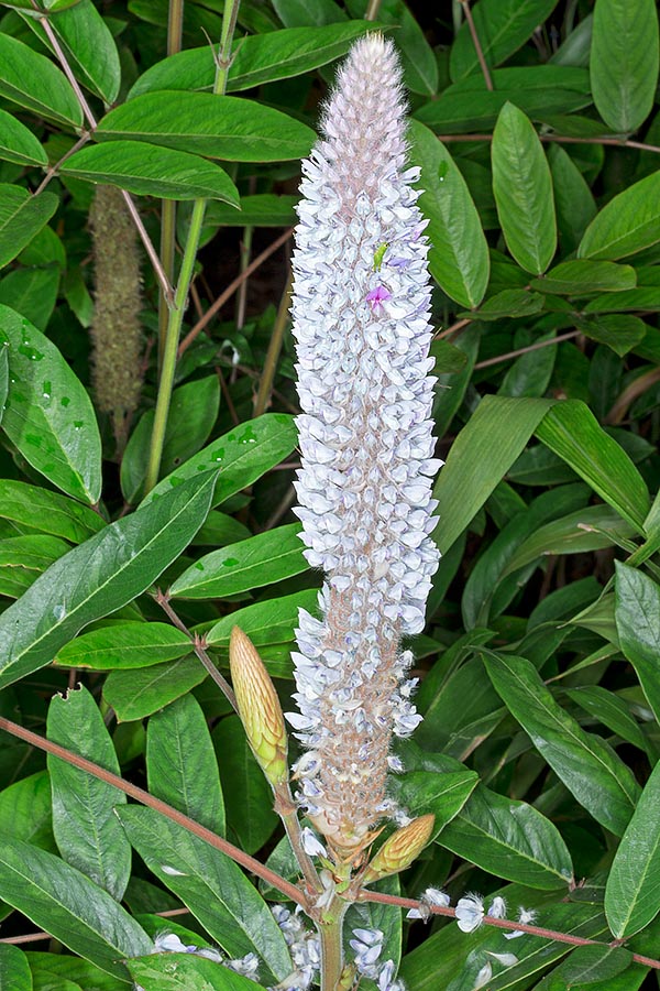 Uraria crinita, Fabaceae