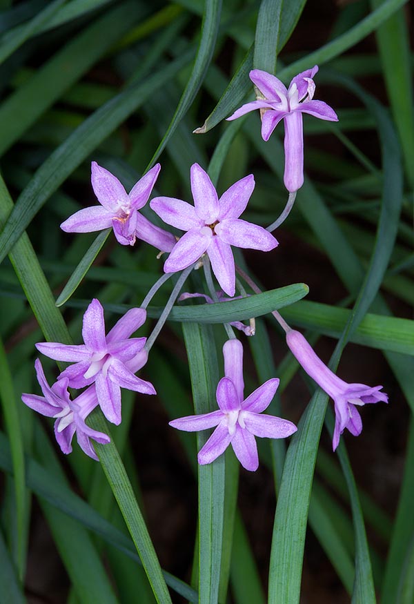 Tulbaghia violacea is a South African rhizomatous. Ornamental species with incredible medicinal virtues © Giuseppe Mazza