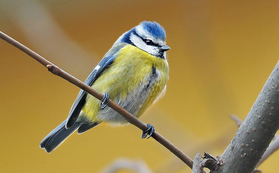 To survive a blue tit mist gobble not less than 10 g of food per day, almost its weight! The main food in summer is of animal origin: caterpillars, chrysalids, aphids and small spiders, whilst in the rest of the year, when there are no chicks to feed, it eats also seeds, fruits and berries 
