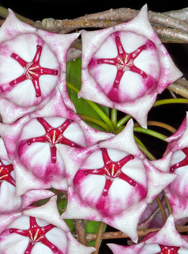 I fiori, larghi 4-5 cm, a forma di coppa con 5 lobi triangolari retroflessi, sono tra i più grandi del genere © Giuseppe Mazza