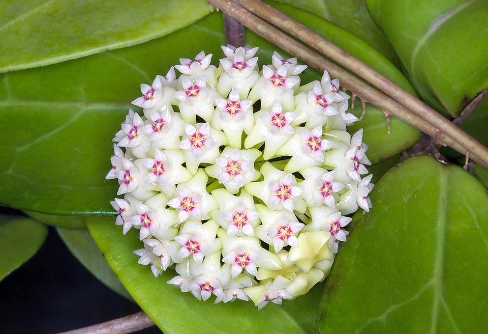 Originaire du sud-est asiatique, Hoya acuta est une grimpante des forêts humides à moyenne et basse altitude. L’inflorescence en ombelle compte jusqu’à 45 corolles © Giuseppe Mazza