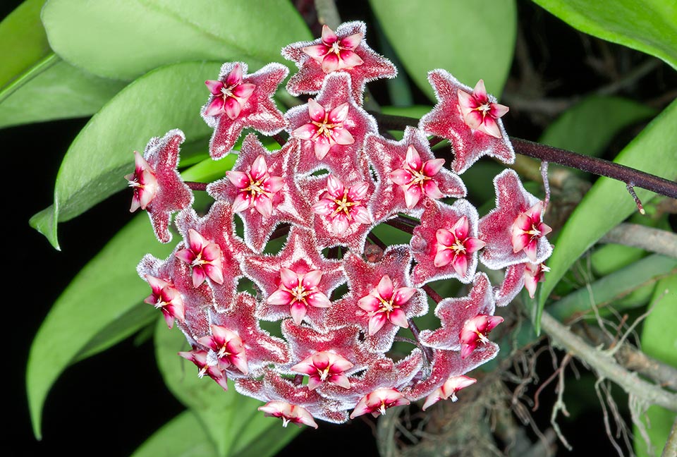 Hoya pubicalyx est une épiphyte grimpante des Philippines, poussant dans les forêts humides et le long des cours d'eau. Grandes inflorescences de 9 cm à plus de 30 fleurs parfumées. Espèce vigoureuse de culture facile. En pot elle est très sensible aux déplacements pouvant causer la chute prématurée des fleurs, même en boutons © Giuseppe Mazza