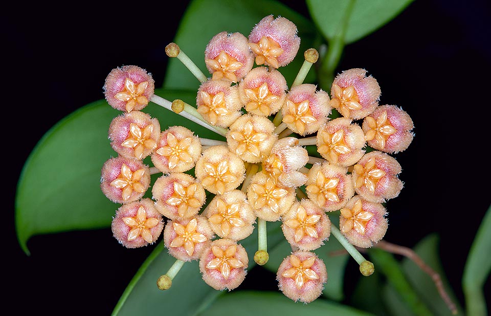 Hoya obscura est une épiphyte ou semi épiphyte grimpante ou semi arbustive ramifiée des Philippines, à tiges plutôt rigides et à racines adventives © Giuseppe Mazza