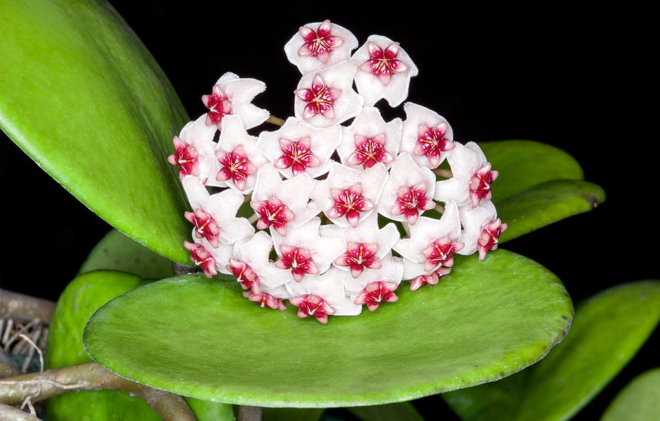 La Hoya obovata es una vigorosa epífita de Indonesia con tallos que trepan varios metros gracias a sólidas raíces adventicias © Giuseppe Mazza