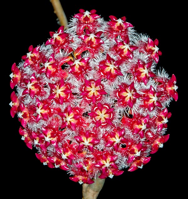 Épiphyte à racines adventives, Hoya mindorensis pousse sur les arbres des forêts philippines © G. Mazza